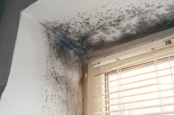 Affordable Black Mold Remediation solutions in Withams, VA
